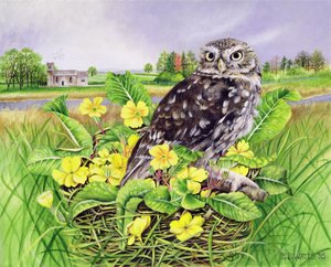Primulas . के साथ घास के घोंसले में उल्लू द्वारा ईब वाट्स