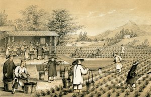 संस्कृति और चाय की तैयारी, चीन, 1847। द्वारा ई गिल्कसो