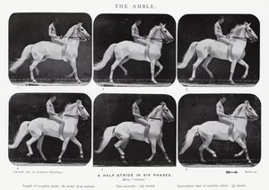 एडरवियर Muybridge: द एम्बल द्वारा एडवियर्ड मुयब्रिज