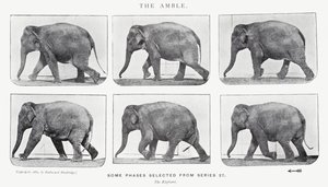 एडरवियर Muybridge: द एम्बल द्वारा एडवियर्ड मुयब्रिज