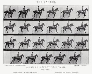 एडरवियर Muybridge: कैंटर द्वारा एडवियर्ड मुयब्रिज