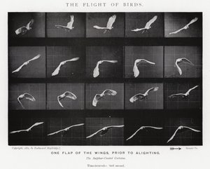 Eadweard Muybridge: पक्षियों की उड़ान (b/w फोटो) द्वारा एडवियर्ड मुयब्रिज