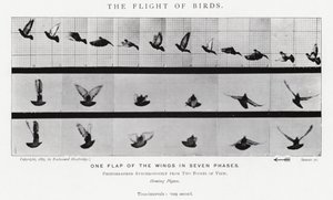 Eadweard Muybridge: पक्षियों की उड़ान (b/w फोटो) द्वारा एडवियर्ड मुयब्रिज