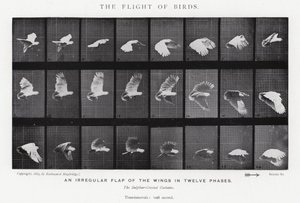 Eadweard Muybridge: पक्षियों की उड़ान (b/w फोटो) द्वारा एडवियर्ड मुयब्रिज