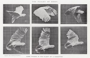 Eadweard Muybridge: पक्षियों की उड़ान (b/w फोटो)