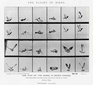 Eadweard Muybridge: पक्षियों की उड़ान (b/w फोटो) द्वारा एडवियर्ड मुयब्रिज