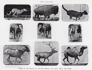 एडवेर्ड मुयब्रिज: द गैलप (बी / डब्ल्यू फोटो) द्वारा एडवियर्ड मुयब्रिज