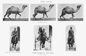 एडरवियर Muybridge: रैक द्वारा एडवियर्ड मुयब्रिज