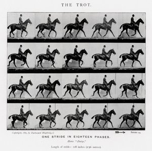 एडरवियर Muybridge: द ट्रॉट द्वारा एडवियर्ड मुयब्रिज