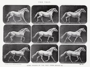 एडरवियर Muybridge: द ट्रॉट द्वारा एडवियर्ड मुयब्रिज