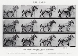 एडरवियर Muybridge: द वॉक द्वारा एडवियर्ड मुयब्रिज