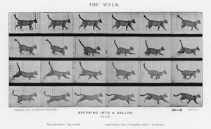 एडरवियर Muybridge: द वॉक द्वारा एडवियर्ड मुयब्रिज
