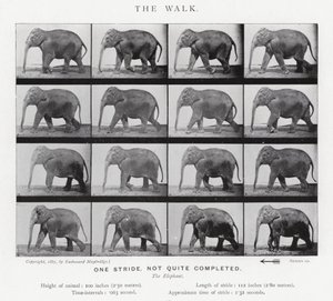 एडरवियर Muybridge: द वॉक द्वारा एडवियर्ड मुयब्रिज