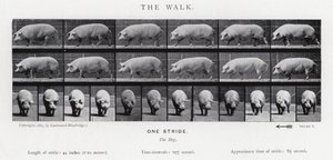 एडरवियर Muybridge: द वॉक द्वारा एडवियर्ड मुयब्रिज