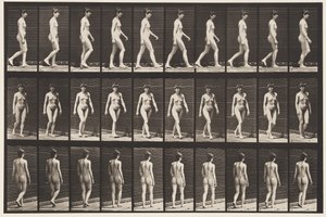 प्लेट 16. चलना, 1872-1885 द्वारा एडवियर्ड मुयब्रिज