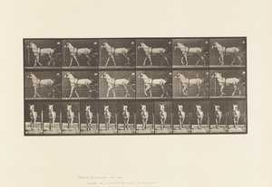 प्लेट ५ Plate६.लिंग; उदास; लाइट ग्रे घोड़ी, कैटिडिड, 1885 द्वारा एडवियर्ड मुयब्रिज