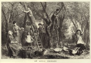 एक Apple Orchard