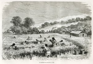 1873 में पॉल मार्कोय द्वारा टिटिकाका क्षेत्र और निचले पेरू के पूर्व की घाटियों में यात्रा का वर्णन करने के लिए, ई। रियो द्वारा चित्रित इटुटा घाटी में कोका के पत्तों को चुनना। ले टूर डू मोंडे में उत्कीर्णन द्वारा एडौर्ड रिउ