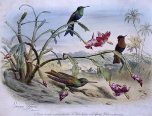 फ्लाई बर्ड्स: फोर्कड-टेल्ड फ्लाई बर्ड, पुखराज माणिक और बड़े माणिक - डेस। द्वारा ई. ट्रैविस द्वारा एडौर्ड ट्रैविस