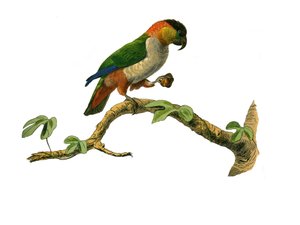 प्राकृतिक इतिहास बोर्ड: जूलॉजिकल बोर्ड पर्वतारोहियों का प्रतिनिधित्व करता है। मपुरी। पक्षियों पर नौ खंडों से खींची गई प्लेट "बफन का काम करता है" "प्रकृतिवादी जार्ज लुईस लेक्लर, काउंट ऑफ बफॉन द्वारा लिखित" द्वारा एडौर्ड ट्रैविस