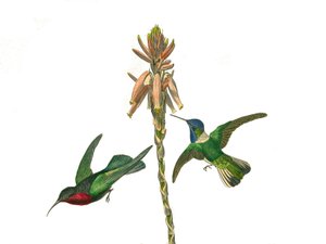 प्राकृतिक इतिहास बोर्ड: कोनिरोस्ट्रस राहगीरों (शंक्वाकार चोंच) का प्रतिनिधित्व करने वाला प्राणी बोर्ड। गार्नेट हमिंगबर्ड और जैकोबीन फ्लाई बर्ड। प्रकृतिवादी जॉर्जेस लुई लेक्लेर द्वारा लिखित "" वर्क्स कम्प्लीट ऑफ बफन "" में पक्षियों पर नौ द्वारा एडौर्ड ट्रैविस