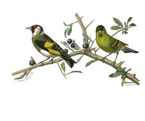 प्राकृतिक इतिहास बोर्ड: जूलॉजिकल बोर्ड जो कि किरोस्ट्रॉश राहगीरों का प्रतिनिधित्व करता है