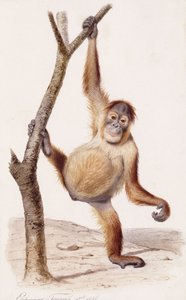 ओरंगुटान, 1836 द्वारा एडौर्ड ट्रैविस