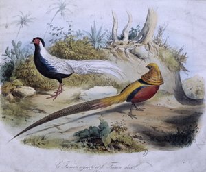 सिल्वर तीतर और गोल्डन तीतर - डेस। डी ट्रैविस द्वारा एडौर्ड ट्रैविस
