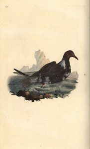 काले सिर वाली गल, Chroicocephalus Ridibundus, गर्मियों में भूरे सिर के साथ आलूबुखारा। एडवर्ड डोनोवन द्वारा अपने स्वयं के "ब्रिटिश पक्षियों के प्राकृतिक इतिहास," लंदन से तैयार और उत्कीर्ण हाथ के रंग का ताम्रपत्र द्वारा एडवर्ड डोनोवन