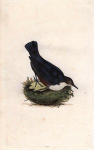 सिंकिल गोताखोर। Cinclus Cinclus (स्टर्नस सिनक्लस)। एडवर्ड डोनोवन (1768-1837) द्वारा ताम्र उत्कीर्णन, ब्रिटिश पक्षियों के प्राकृतिक इतिहास, लंदन में प्रकाशित द्वारा एडवर्ड डोनोवन