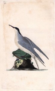 आम टर्न। स्टर्ना हिरुंडो। एडवर्ड डोनोवन (1768-1837) द्वारा ताम्र उत्कीर्णन, ब्रिटिश पक्षियों के प्राकृतिक इतिहास, लंदन में प्रकाशित द्वारा एडवर्ड डोनोवन