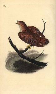 आम कोयल (किशोर), कुकुलस कैनोरस। एडवर्ड डोनोवन द्वारा अपने स्वयं के "ब्रिटिश पक्षियों के प्राकृतिक इतिहास," लंदन से तैयार और उत्कीर्ण हाथ के रंग का ताम्रपत्र द्वारा एडवर्ड डोनोवन