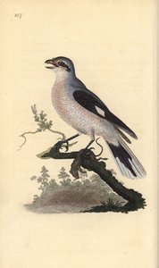 ग्रेट ग्रे श्रेक (महिला), लैनियस एक्सक्यूबिटर। एडवर्ड डोनोवन द्वारा अपने स्वयं के "ब्रिटिश पक्षियों के प्राकृतिक इतिहास," लंदन से तैयार और उत्कीर्ण हाथ के रंग का ताम्रपत्र द्वारा एडवर्ड डोनोवन