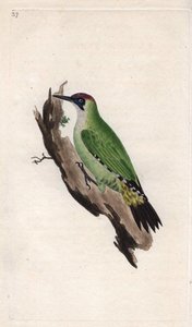 हरा कठफोड़वा। पिकस विरिडिस। एडवर्ड डोनोवन (1768-1837) द्वारा ताम्र उत्कीर्णन, ब्रिटिश पक्षियों के प्राकृतिक इतिहास, लंदन में प्रकाशित द्वारा एडवर्ड डोनोवन