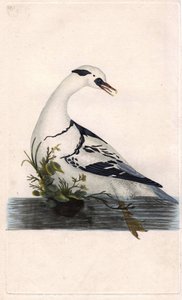 हार्ले प्यादे। मर्जस अल्बेलस। एडवर्ड डोनोवन (1768-1837) द्वारा ताम्र उत्कीर्णन, ब्रिटिश पक्षियों के प्राकृतिक इतिहास, लंदन में प्रकाशित द्वारा एडवर्ड डोनोवन