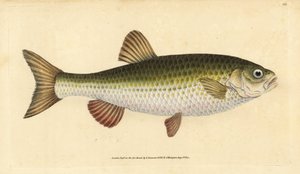Ide, Leuciscus idus (Chub, Cyprinus jeses)। एडवर्ड डोनोवन द्वारा ब्रिटिश मछलियों के अपने प्राकृतिक इतिहास, डोनोवन और एफसी और जे. रिविंगटन, लंदन से हाथ से बनी तांबे की प्लेट द्वारा एडवर्ड डोनोवन