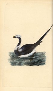 लंबी पूंछ वाली बत्तख, क्लैंगुला हाइमलिस। चपेट में। एडवर्ड डोनोवन द्वारा अपने स्वयं के "ब्रिटिश पक्षियों के प्राकृतिक इतिहास," लंदन से तैयार और उत्कीर्ण हाथ के रंग का ताम्रपत्र द्वारा एडवर्ड डोनोवन