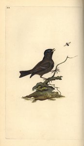 मार्श तैसा, Poecile Palustris। एडवर्ड डोनोवन द्वारा अपने स्वयं के "ब्रिटिश पक्षियों के प्राकृतिक इतिहास," लंदन से तैयार और उत्कीर्ण हाथ के रंग का ताम्रपत्र द्वारा एडवर्ड डोनोवन