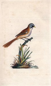 मूंछें तोड़ना (पासरिफॉर्म)। Panurus biarmicus (Parus biarmicus)। एडवर्ड डोनोवन (1768-1837) द्वारा ताम्र उत्कीर्णन, ब्रिटिश पक्षियों के प्राकृतिक इतिहास, लंदन में प्रकाशित द्वारा एडवर्ड डोनोवन