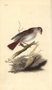 लाल-समर्थित चीख (महिला), लैनियस कोलुरियो एडवर्ड डोनोवन द्वारा अपने स्वयं के "ब्रिटिश पक्षियों के प्राकृतिक इतिहास," लंदन से तैयार और उत्कीर्ण हाथ के रंग का ताम्रपत्र द्वारा एडवर्ड डोनोवन