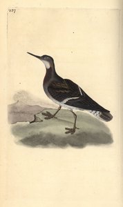 लाल गर्दन वाले फलारोप, फेलेरोपस लोबेटस। एडवर्ड डोनोवन द्वारा अपने स्वयं के "ब्रिटिश पक्षियों के प्राकृतिक इतिहास," लंदन से तैयार और उत्कीर्ण हाथ के रंग का ताम्रपत्र द्वारा एडवर्ड डोनोवन