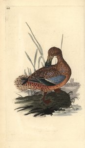 फावड़ा बतख (महिला), अनस क्लिपेटा। एडवर्ड डोनोवन द्वारा अपने स्वयं के "ब्रिटिश पक्षियों के प्राकृतिक इतिहास," लंदन से तैयार और उत्कीर्ण हाथ के रंग का ताम्रपत्र द्वारा एडवर्ड डोनोवन