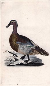 ग्रीष्मकालीन चैती। अनस क्वेरक्वेडुला। एडवर्ड डोनोवन (1768-1837) द्वारा ताम्र उत्कीर्णन, ब्रिटिश पक्षियों के प्राकृतिक इतिहास, लंदन में प्रकाशित द्वारा एडवर्ड डोनोवन