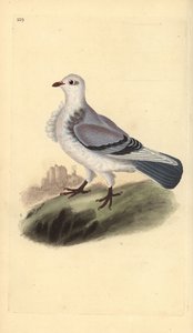 टर्बिट कबूतर, कोलंबा लिविया डोमेस्टिका वर। टर्बिटा एडवर्ड डोनोवन द्वारा अपने स्वयं के "ब्रिटिश पक्षियों के प्राकृतिक इतिहास," लंदन से तैयार और उत्कीर्ण हाथ के रंग का ताम्रपत्र द्वारा एडवर्ड डोनोवन