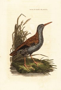 जल रेल, रैलस एक्वाटिकस द्वारा एडवर्ड डोनोवन