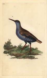 जल रेल, रैलस एक्वाटिकस। एडवर्ड डोनोवन द्वारा अपने स्वयं के "ब्रिटिश पक्षियों का प्राकृतिक इतिहास," लंदन से तैयार और उत्कीर्ण हाथ के रंग का ताम्रपत्र द्वारा एडवर्ड डोनोवन