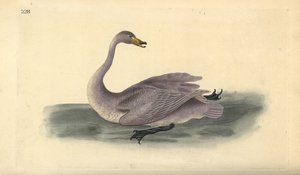 जंगली हंस (अपरिपक्व), सिग्नस साइग्नस, सफेद रंग में संक्रमण अवस्था में पंख के साथ। एडवर्ड डोनोवन द्वारा अपने स्वयं के "ब्रिटिश पक्षियों के प्राकृतिक इतिहास," लंदन से तैयार और उत्कीर्ण हाथ के रंग का ताम्रपत्र द्वारा एडवर्ड डोनोवन