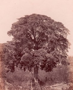 वृक्ष अध्ययन, 1850-53। द्वारा एडवर्ड किंग टेनिसन
