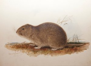 केटेनोमिस मैगेलानिकस, 1836 द्वारा एडवर्ड लीयर