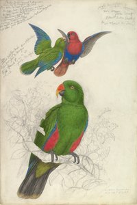 इक्लेक्टस रोराटस पॉलीक्लोरोस, सीए। 1830-32। द्वारा एडवर्ड लीयर